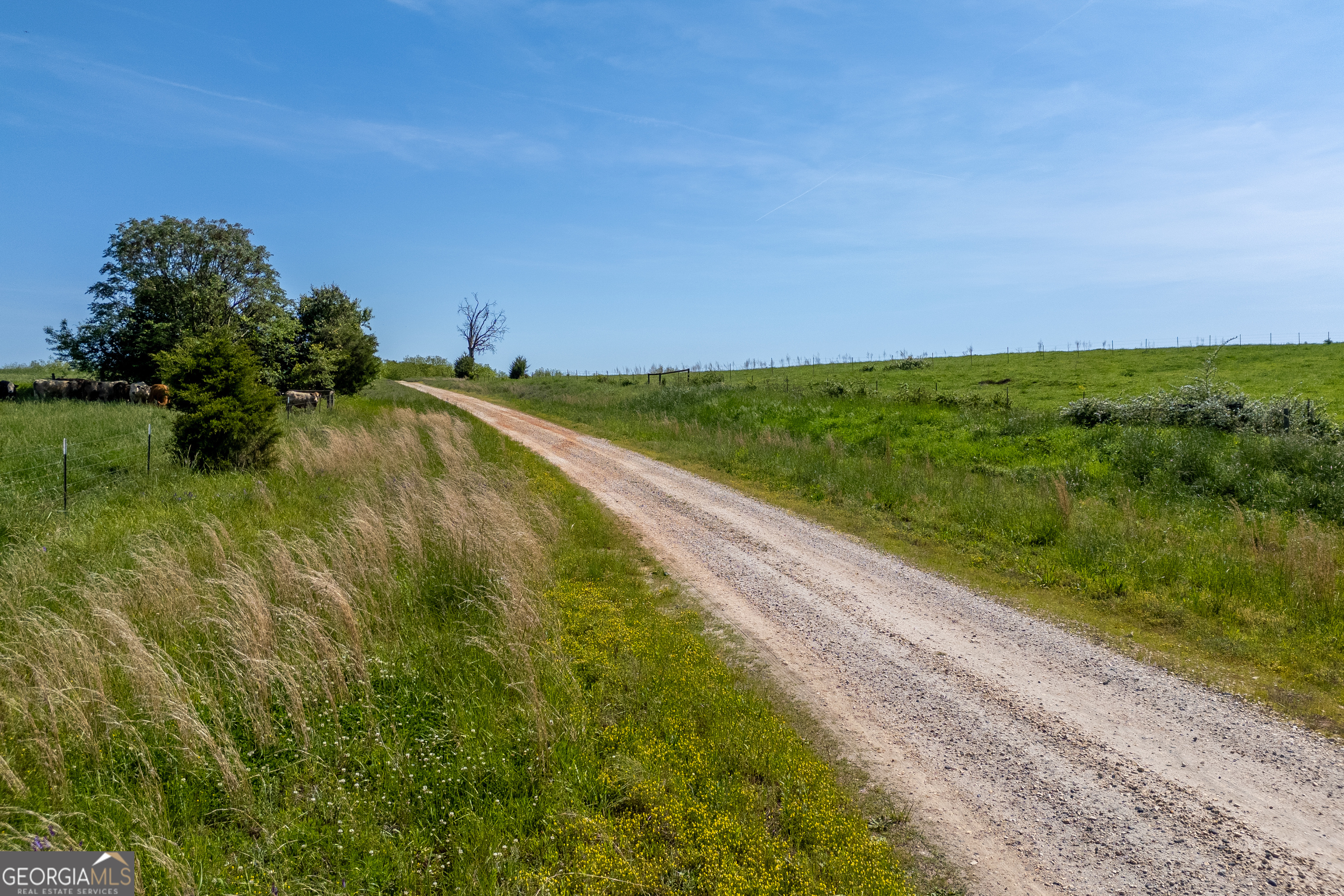 Carnesville, Georgia 30521, United States, ,Land,Active,12204