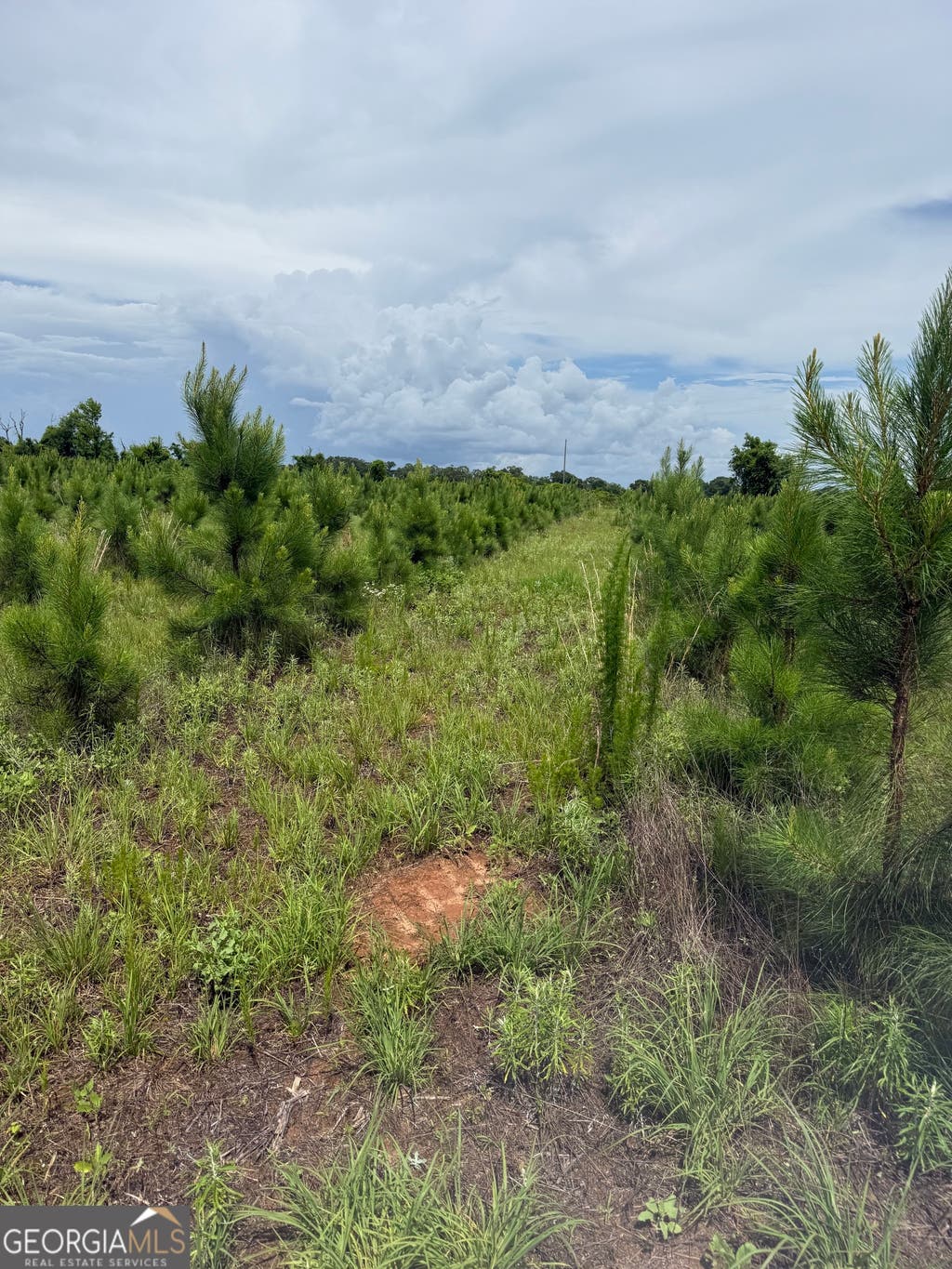 Photo of 4276 county line Rd, Lumpkin, GA 31815 (MLS # 10779012)