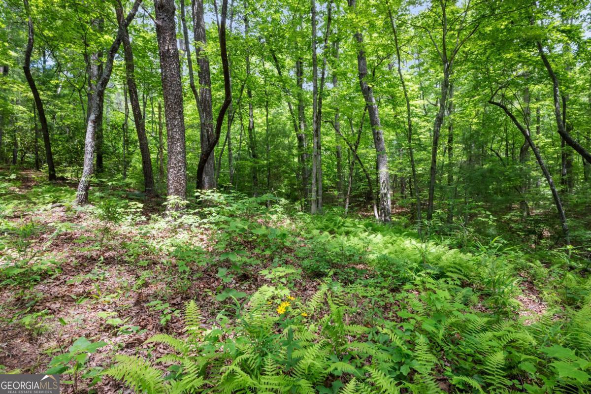 57.64 AC Mountain Ash RD