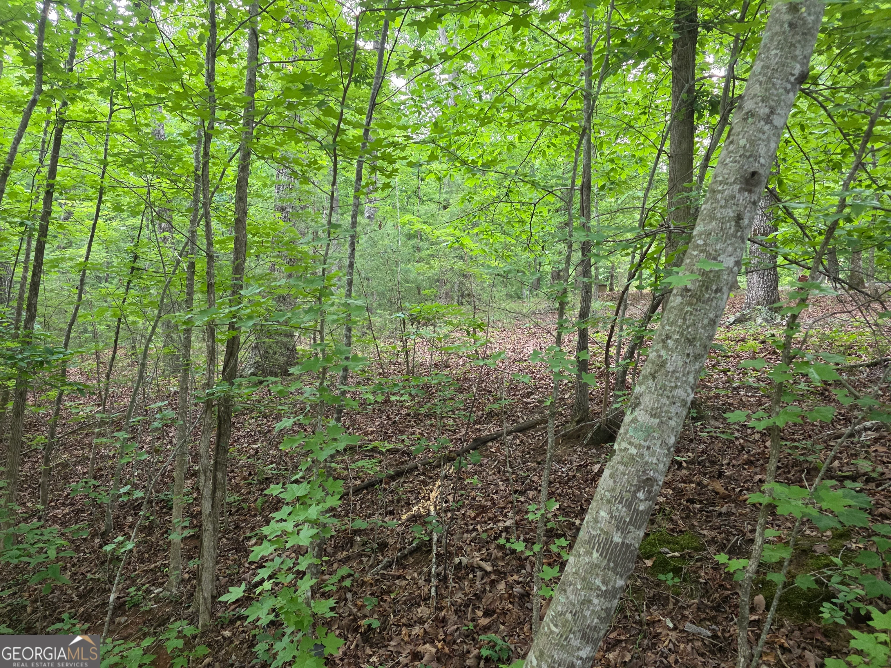 2 LOTS Oak Forest