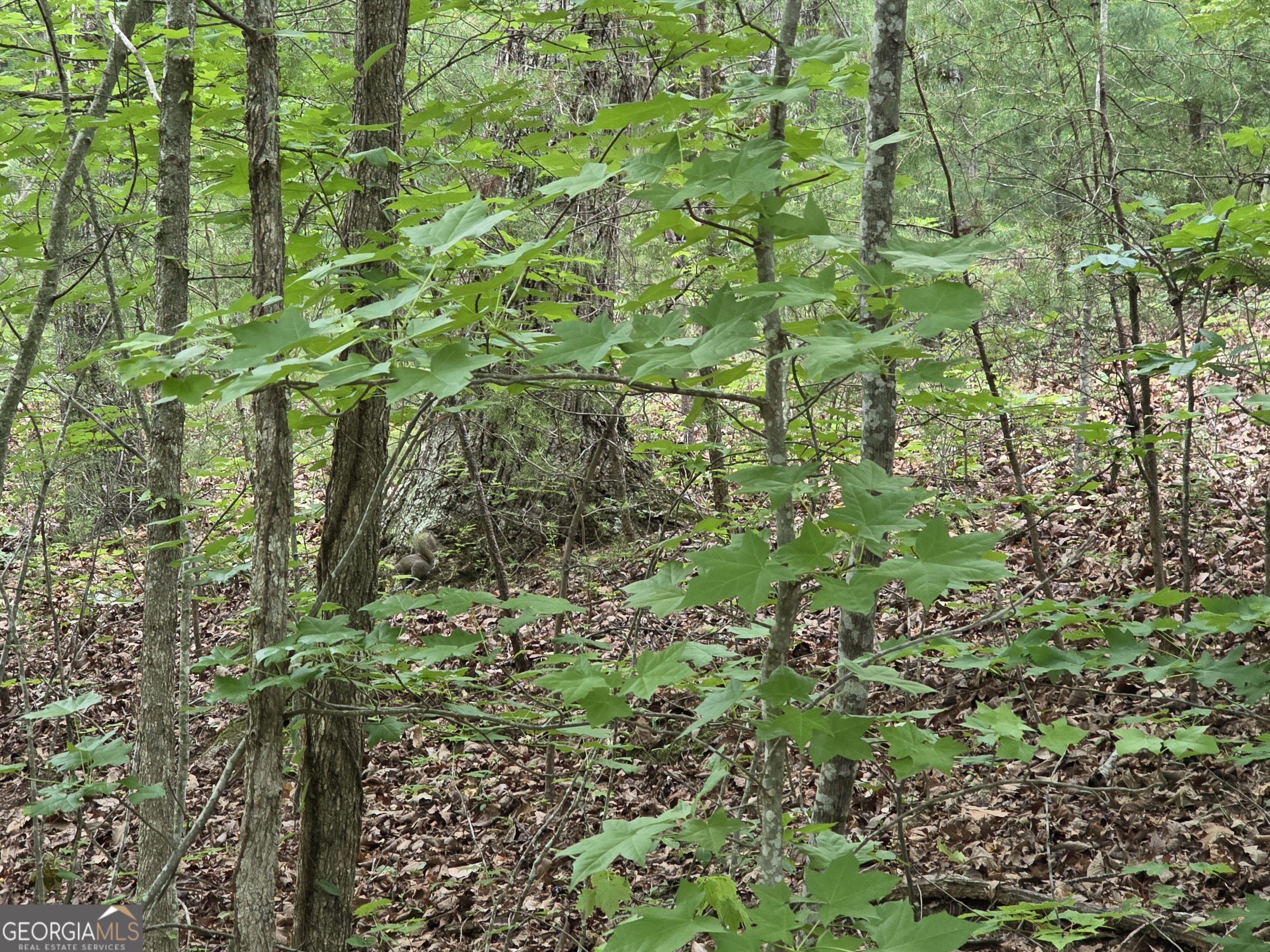 2 LOTS Oak Forest