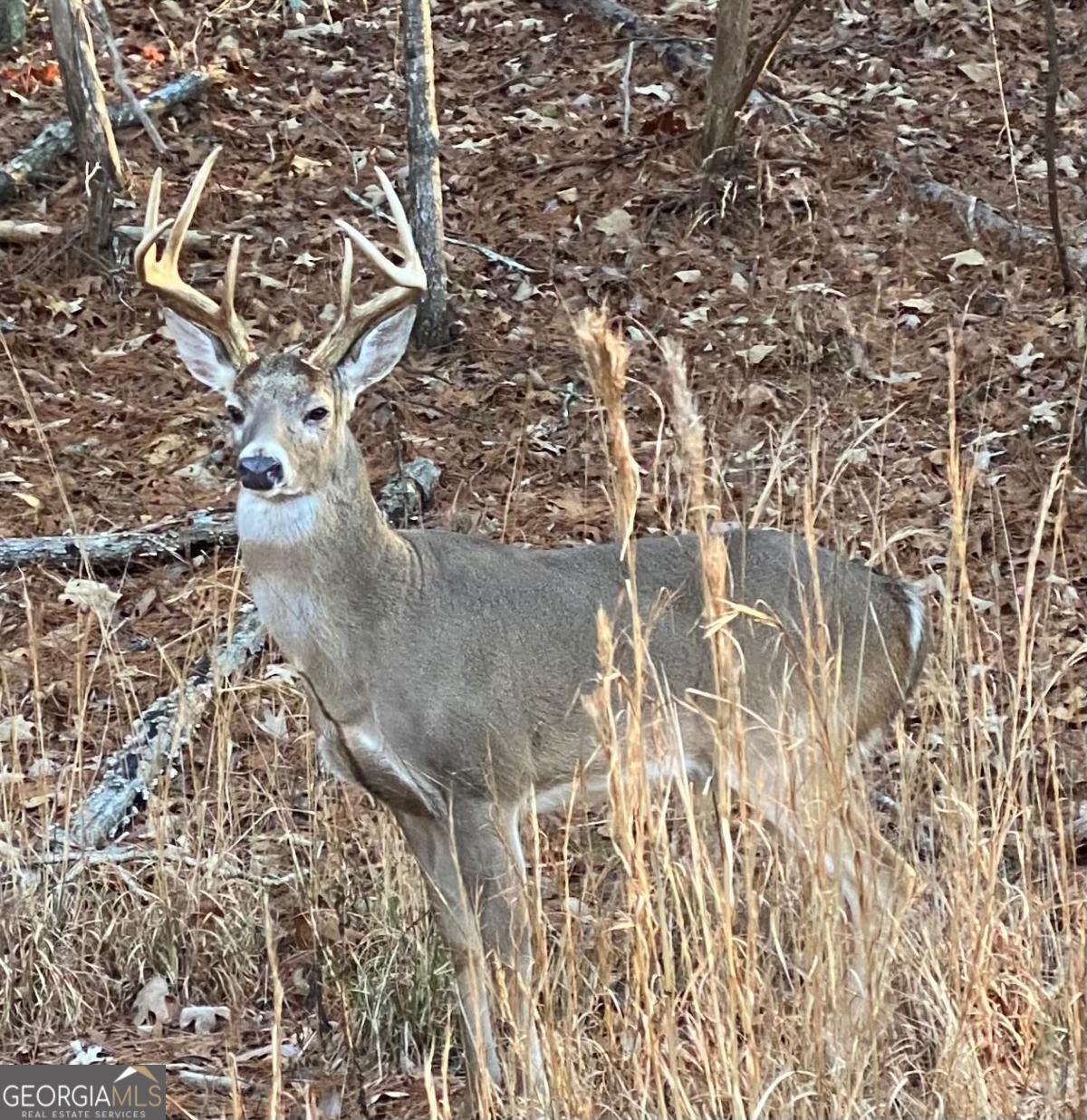 Lake Arrowhead - Residential