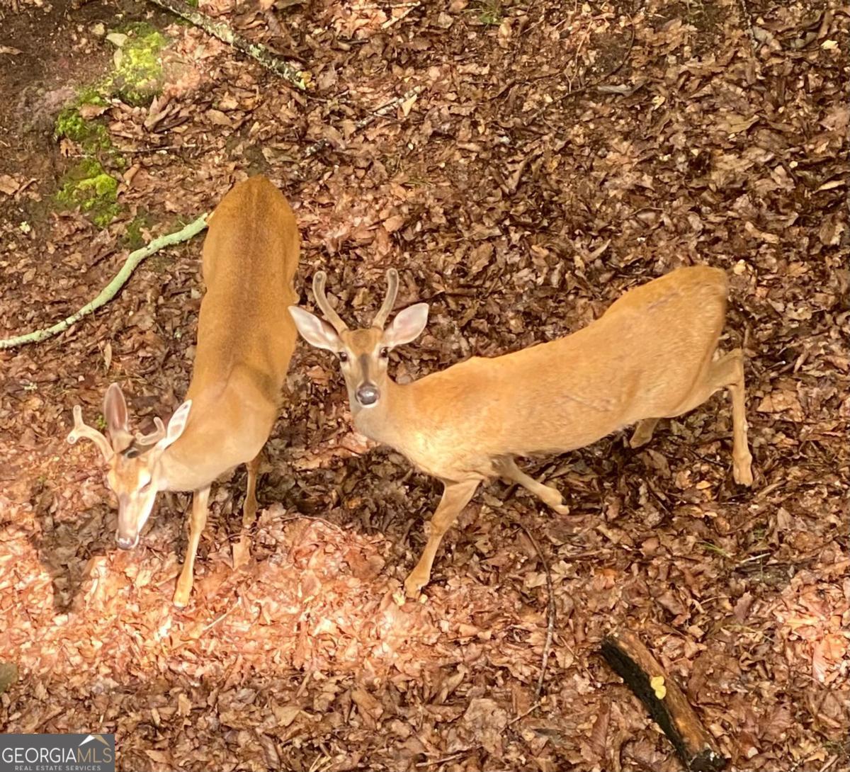 Lake Arrowhead - Residential