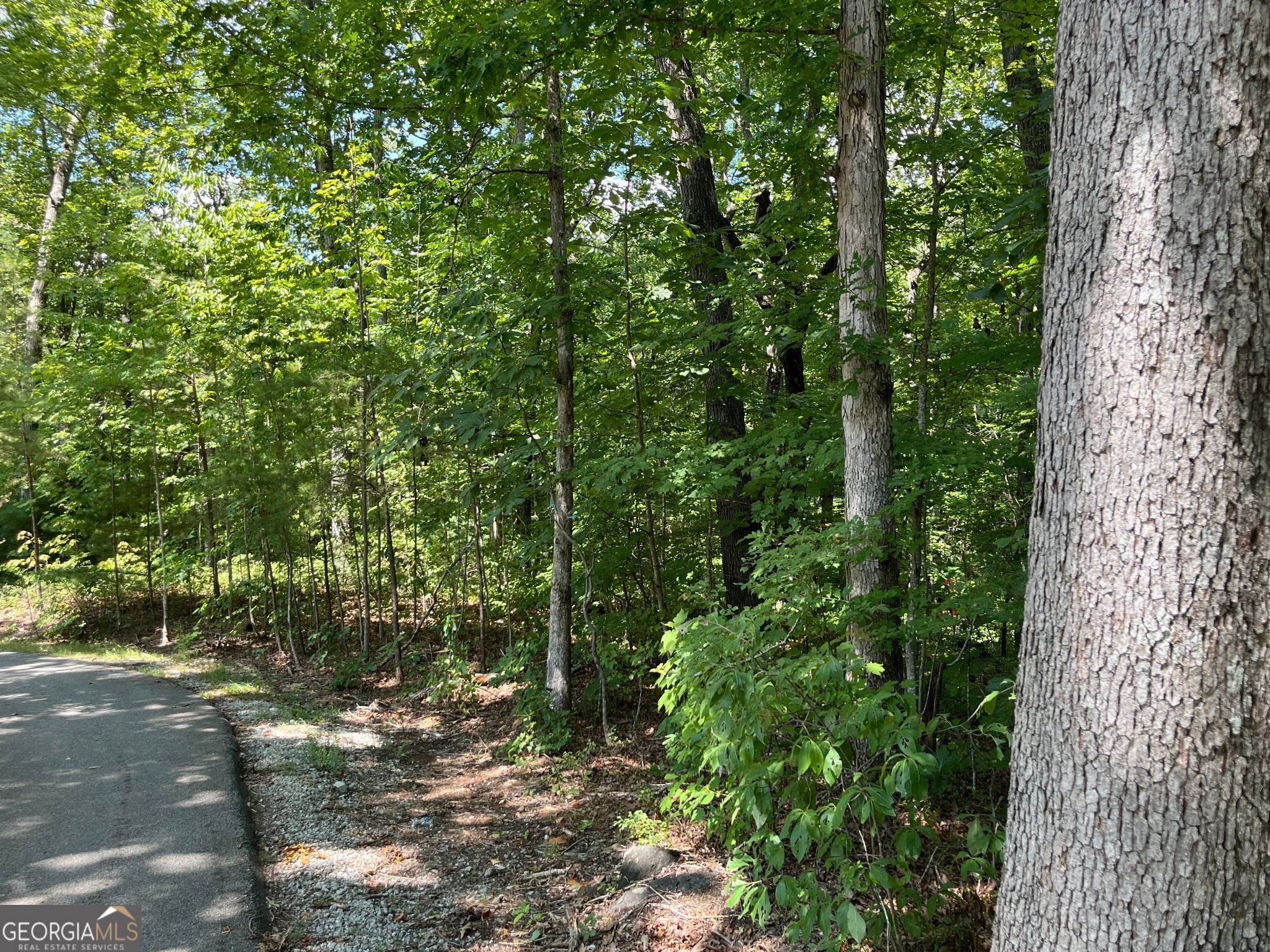 LOT 7 Forest Canopy WAY
