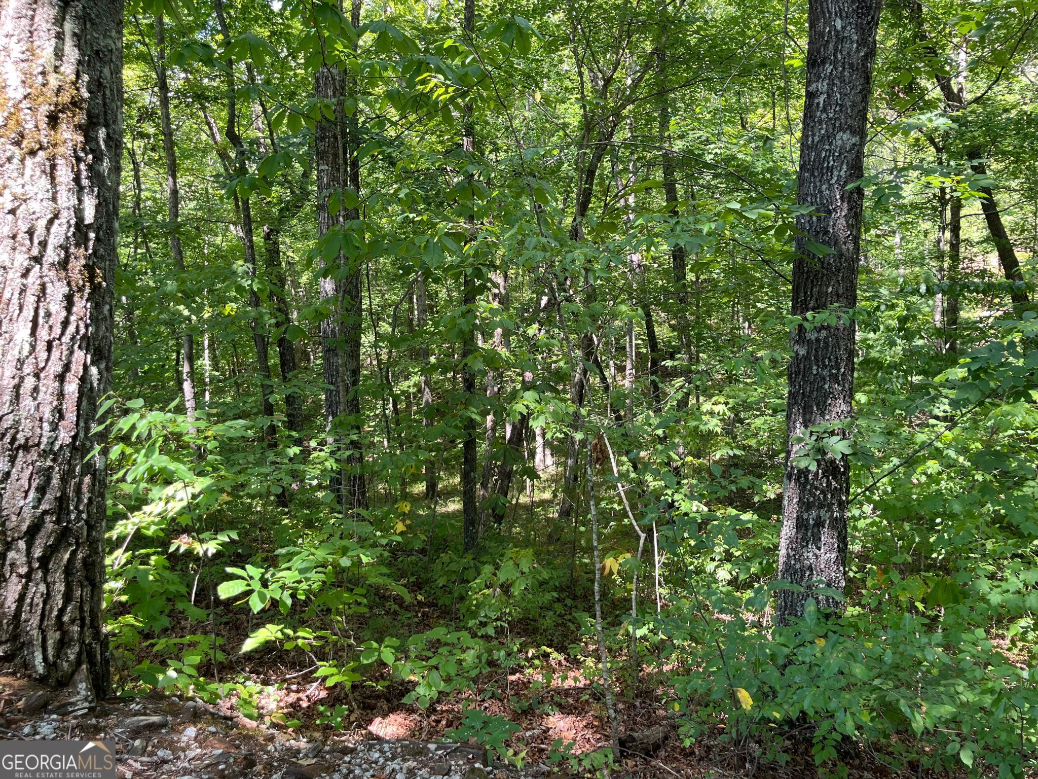 LOT 7 Forest Canopy WAY