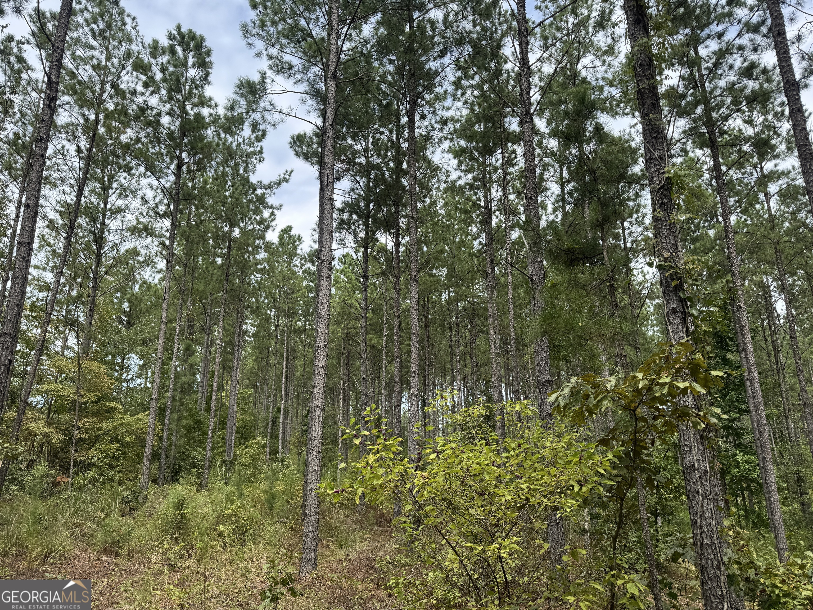 99.58 +/- AC Peace LN