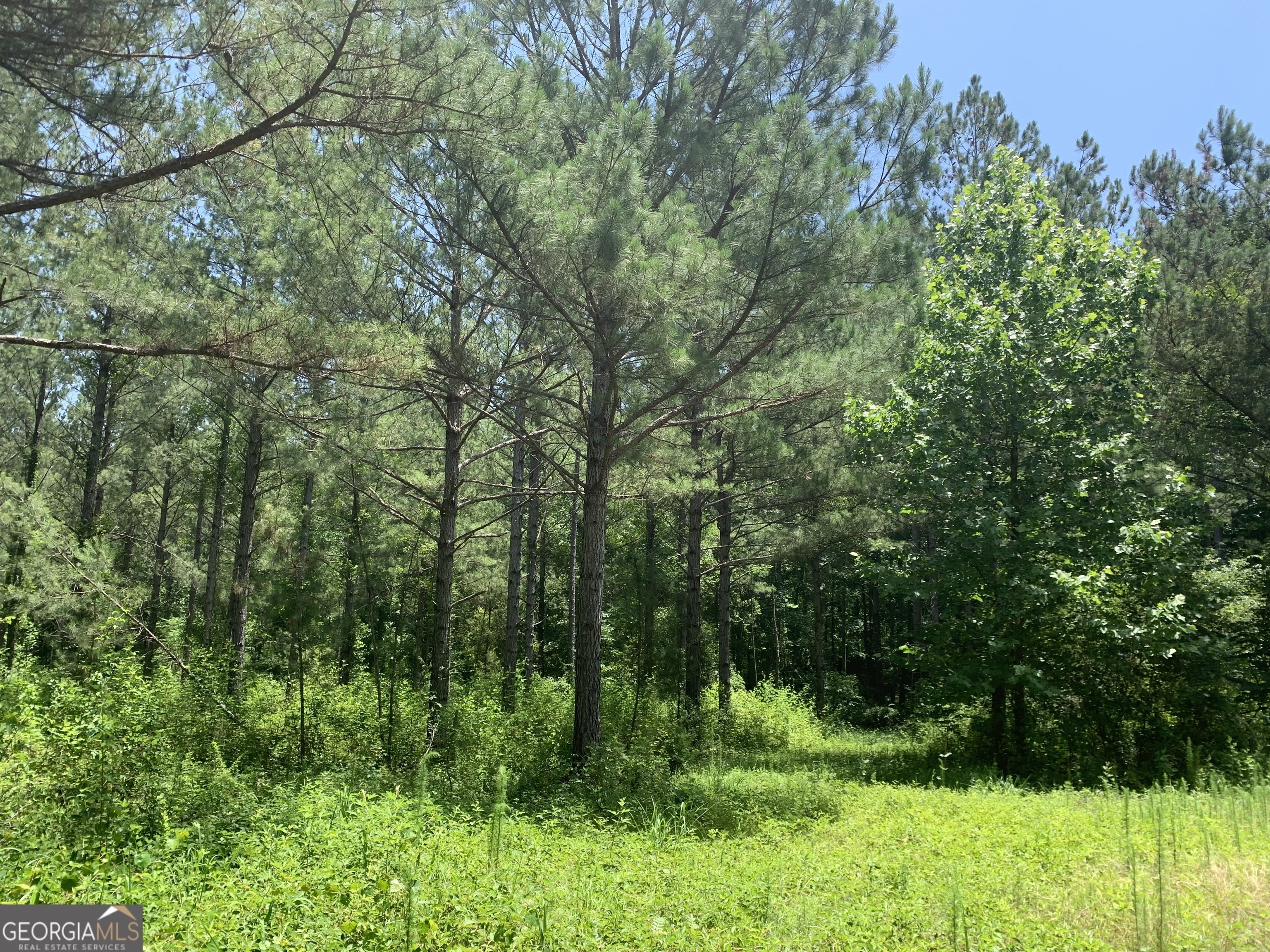 Photo 3 of 6 of 96.33 ACRES Victory RD land