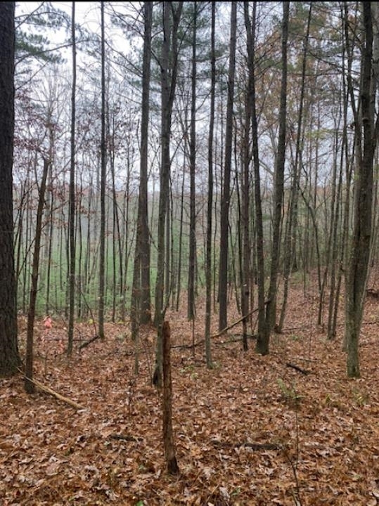 Ellijay - Land
