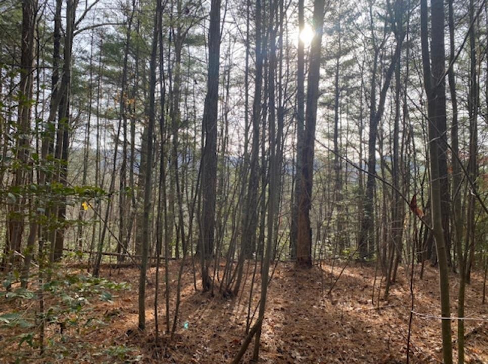 Ellijay - Land
