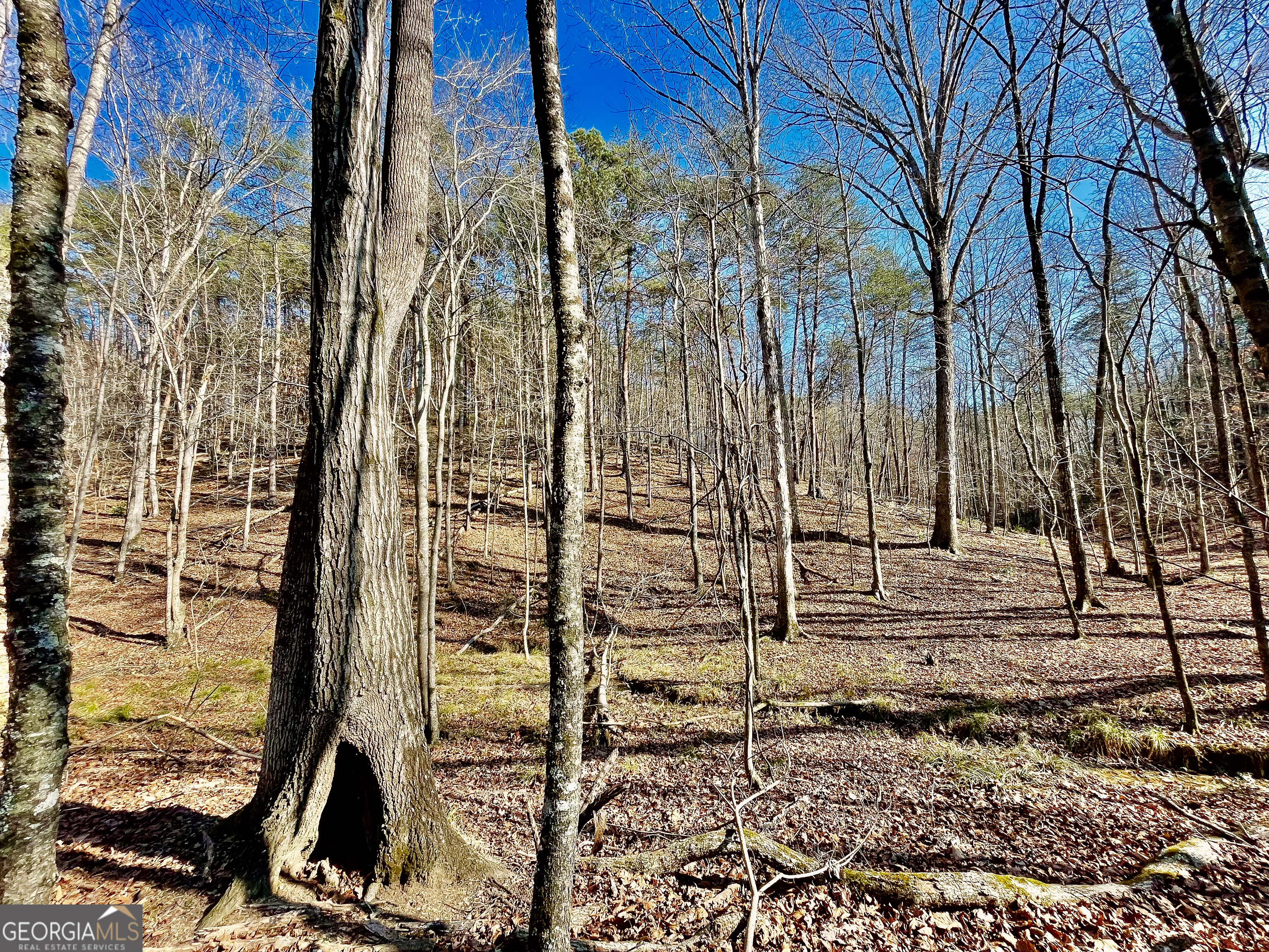 176 +/- Acres on Arnold Road