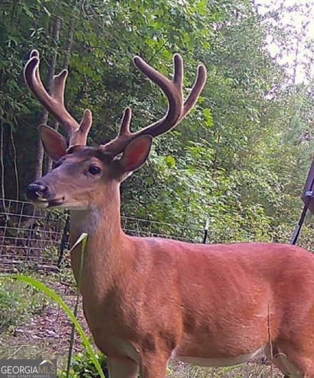 Photo of 1530 Old Middleton Road, Elberton, GA 30635 (MLS # 10676362)