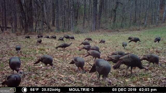 Jasper, Georgia 30143, United States, ,Land,Active,11427