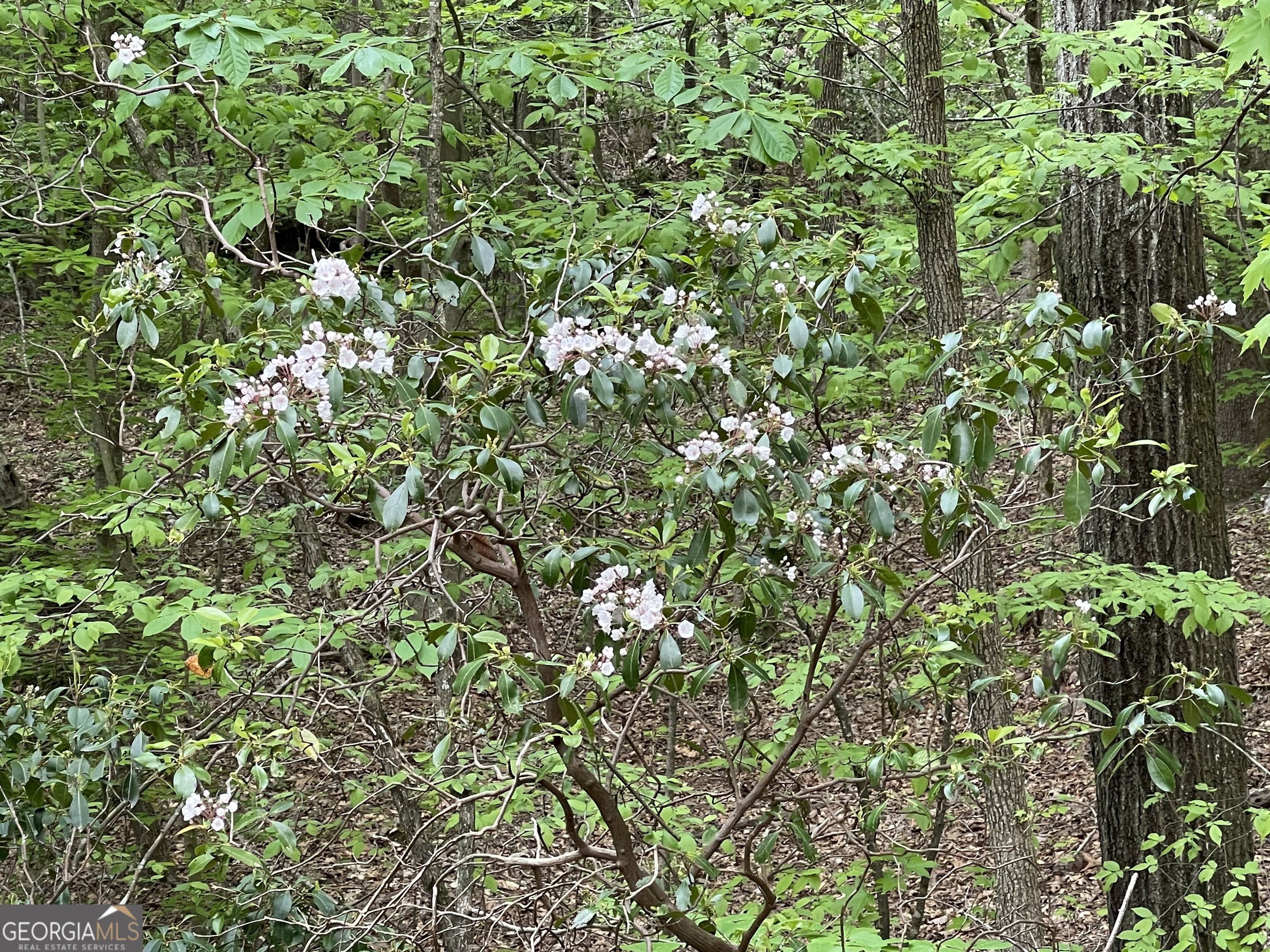 0 Everett Springs RD