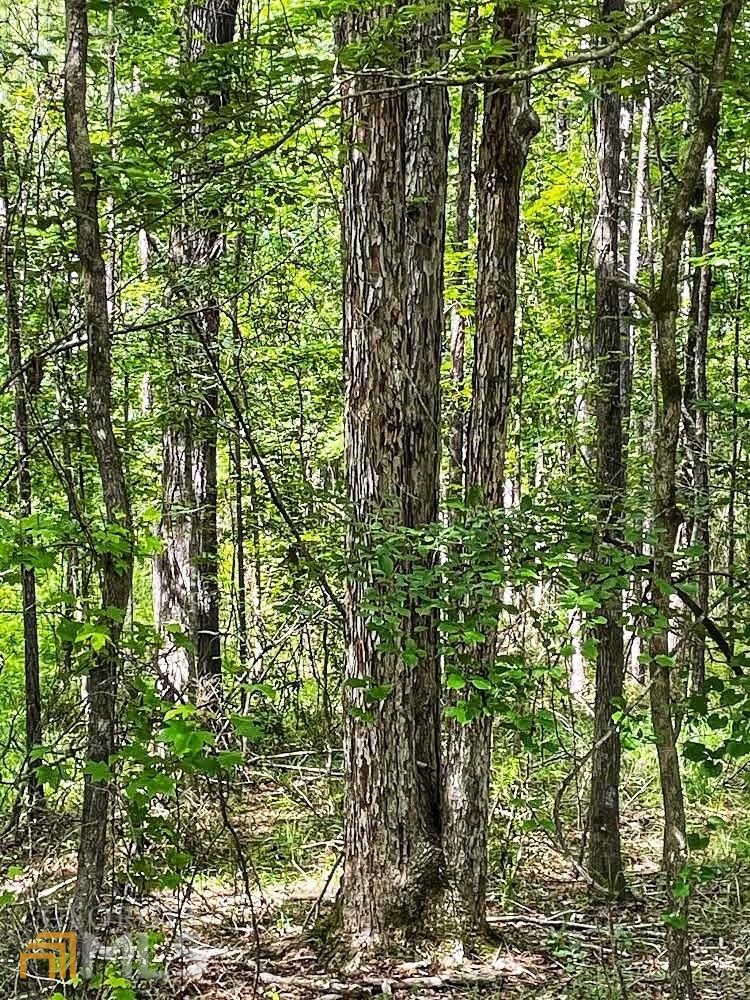 Lee Co., AL, 57 acres +/-, $295,000!! Gorgeous recreational timberland located in Smith Station! Big pine & hardwoods, Turkey Creek frontage, loaded with deer! True bargain! Call or email Mike Newsome for details.