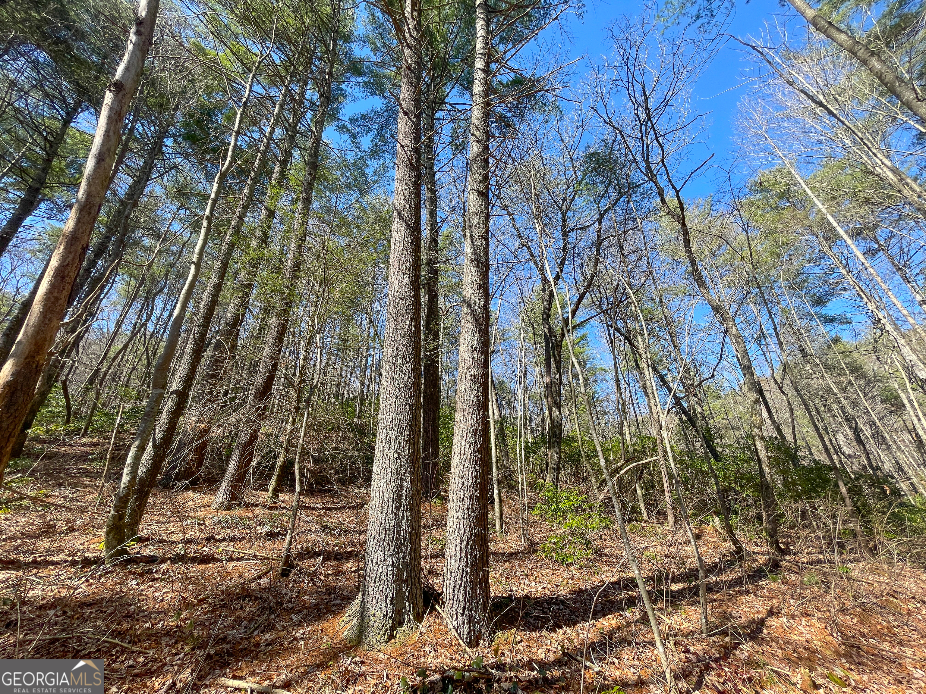 156 +/- Acres Off Peeples Lake RD