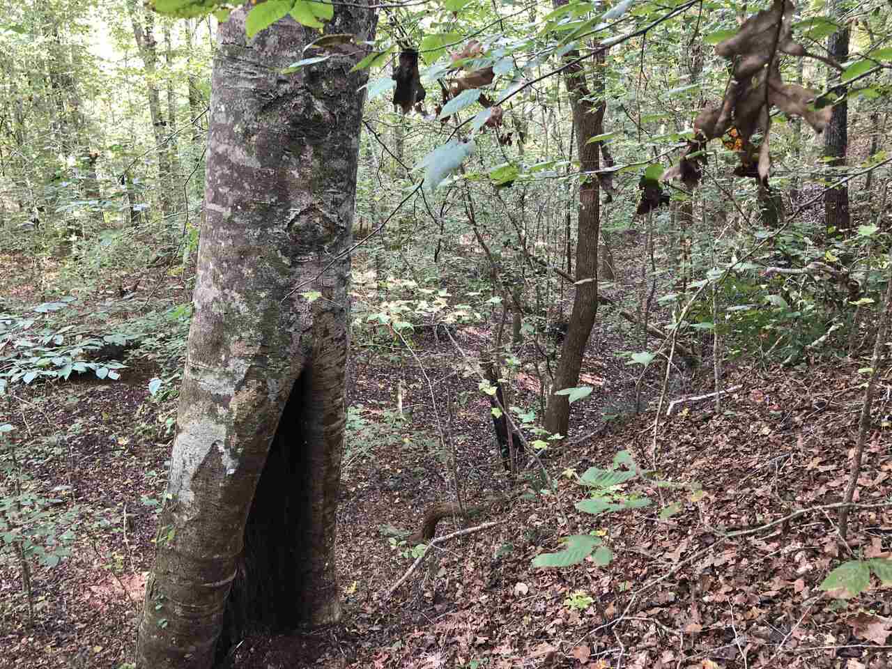 Photo 22 of 28 of 0-TR 6A County Rd 408 land