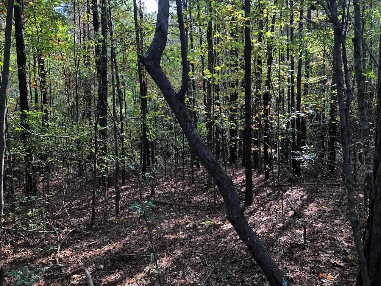 Photo 26 of 28 of 0-TR 6A County Rd 408 land