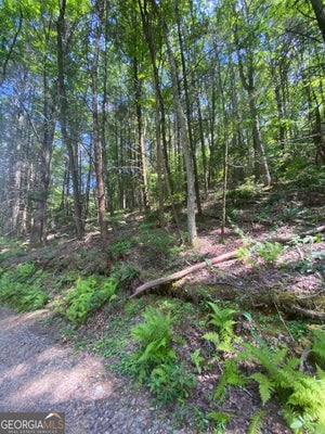 HEMLOCK, BLUE RIDGE, GA 30513 - Image ffb043e4ae536acee3e0c4f623d76d46/2993517266