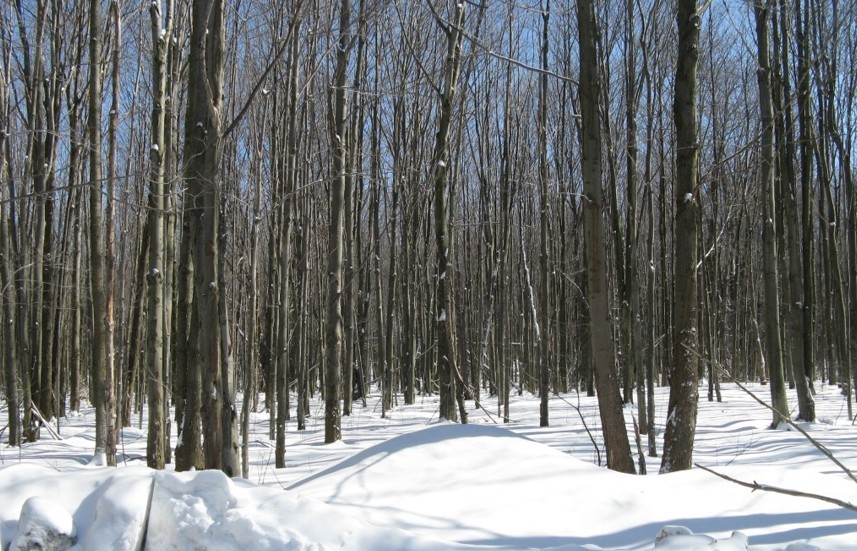 Shady Drive, Erie, Pennsylvania image 1