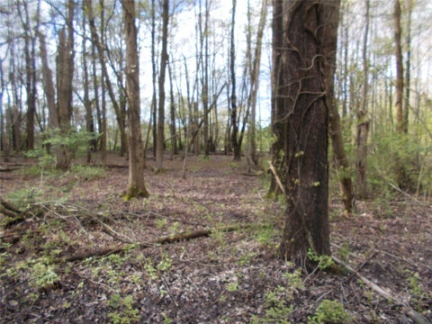 Photo for MAPLEWOOD Drive
