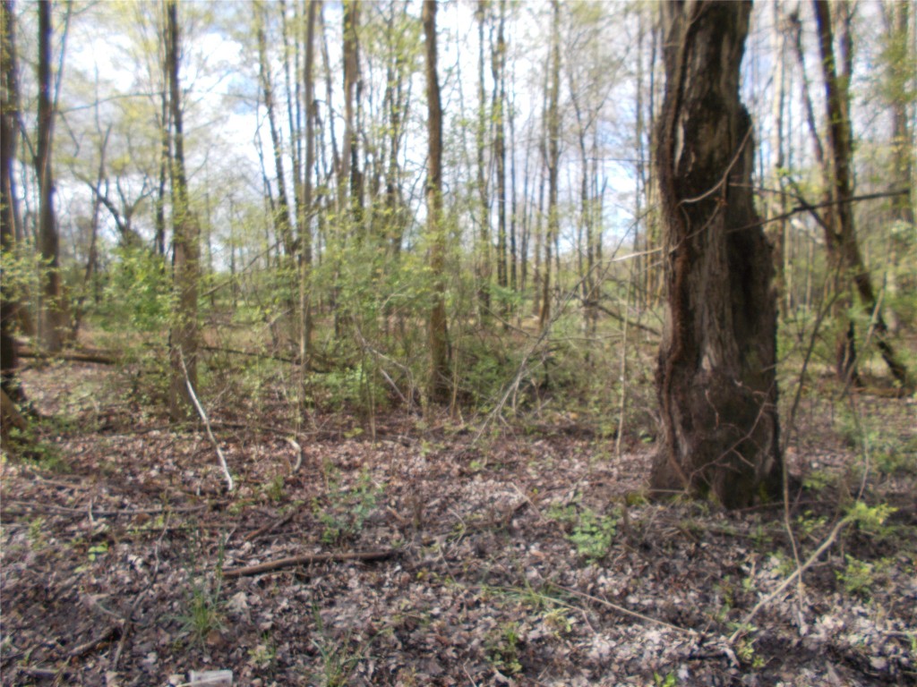 Maplewood Drive, Espyville, Pennsylvania image 3