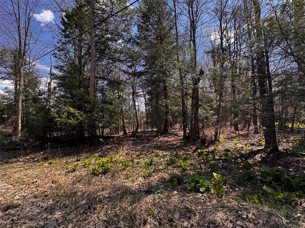 Lot 4 Lake & Danner Road, Union City, Pennsylvania image 8