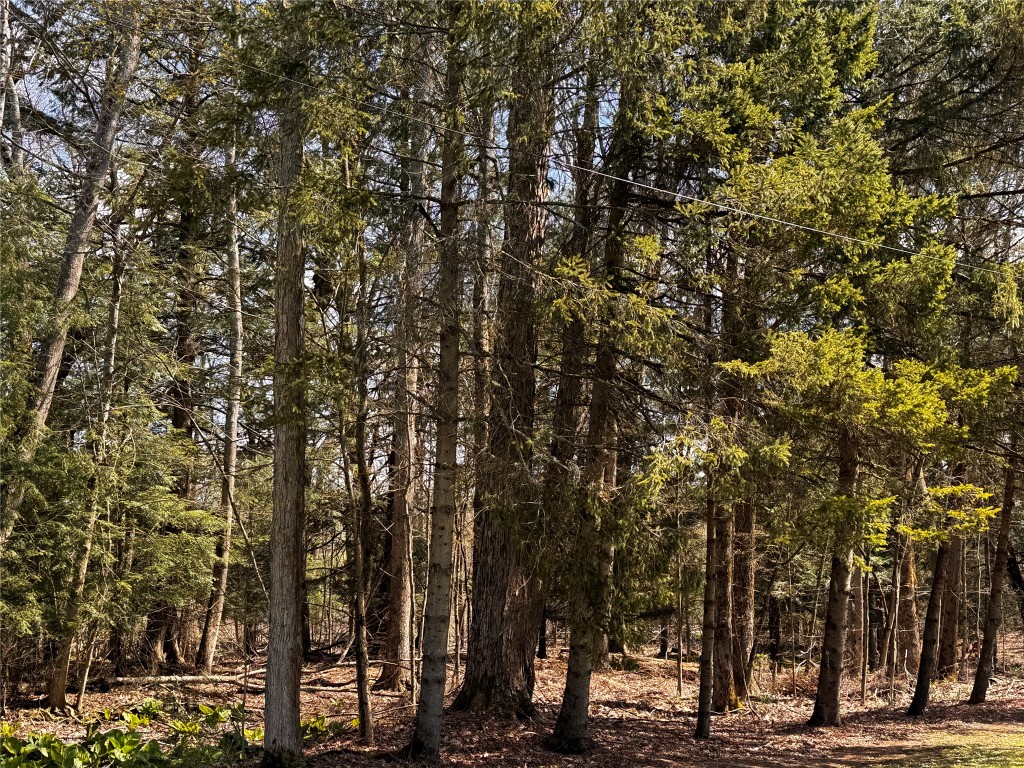 Lot 4 Lake & Danner Road, Union City, Pennsylvania image 11