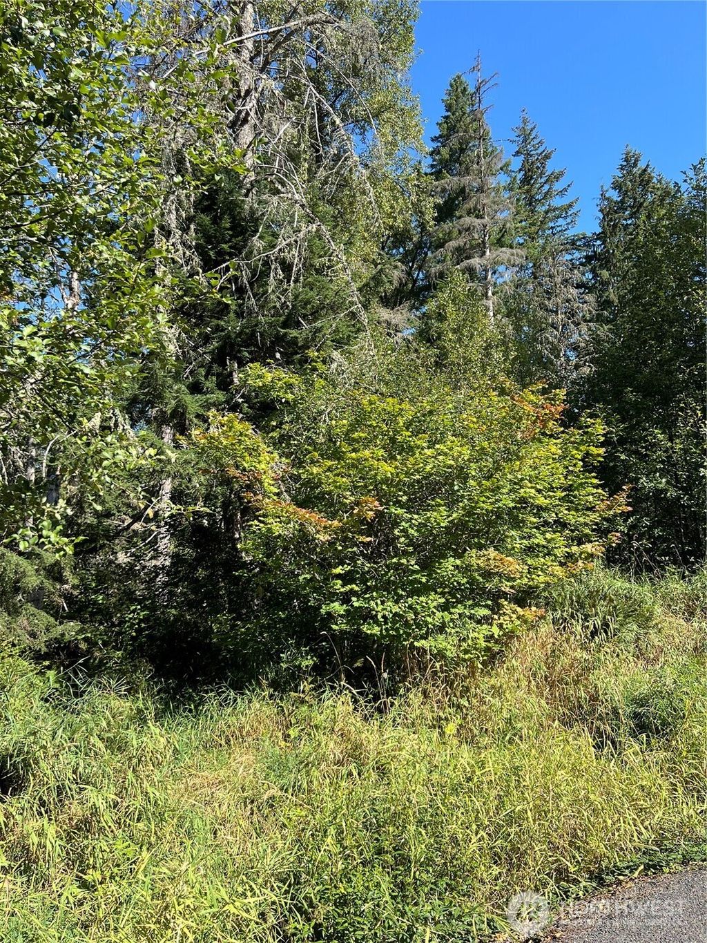 Photo of 0 Cascade Lane, Eatonville, WA 98328 (MLS # 2459621)