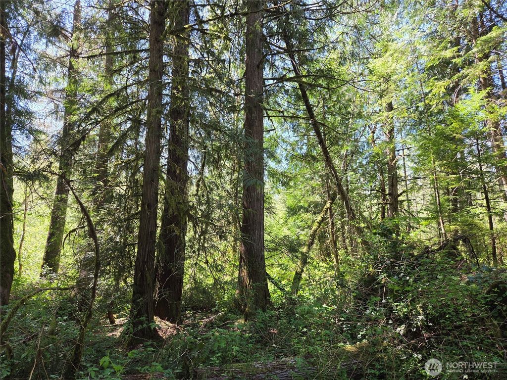 Photo of 0 Falls Road, Randle, WA 98377 (MLS # 2517194)