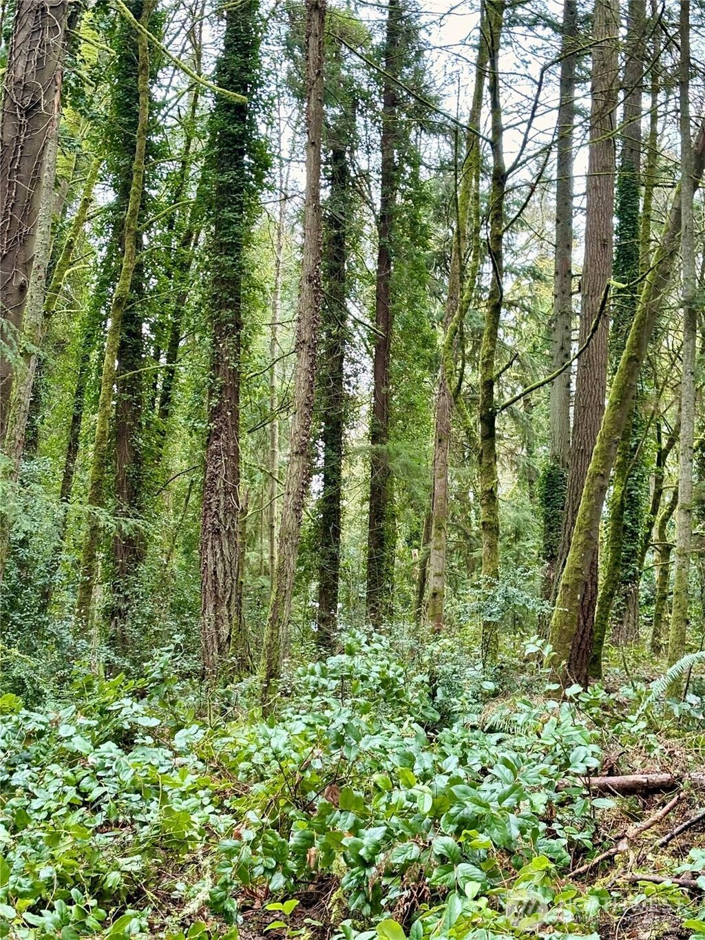 Photo of 0 SW 230th Street, Vashon, WA 98070 (MLS # 2492481)