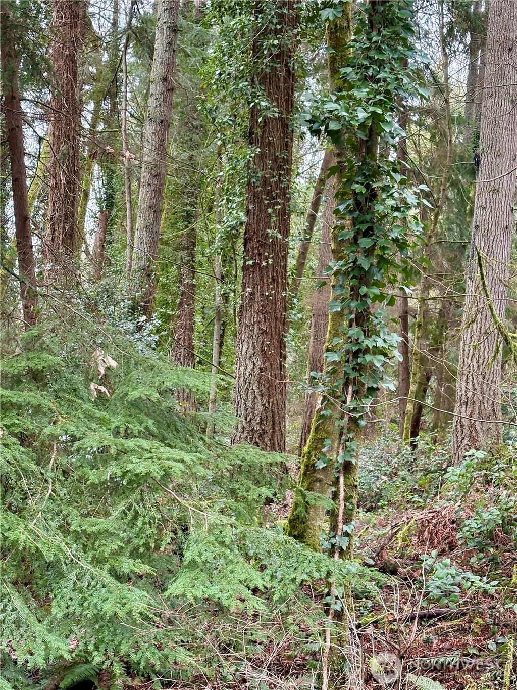 Photo of 0 SW 230th Street, Vashon, WA 98070 (MLS # 2492481)