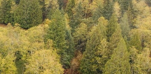 Photo of 0 xx Manley Moore Road E, Carbonado, WA 98323 (MLS # 2599791)