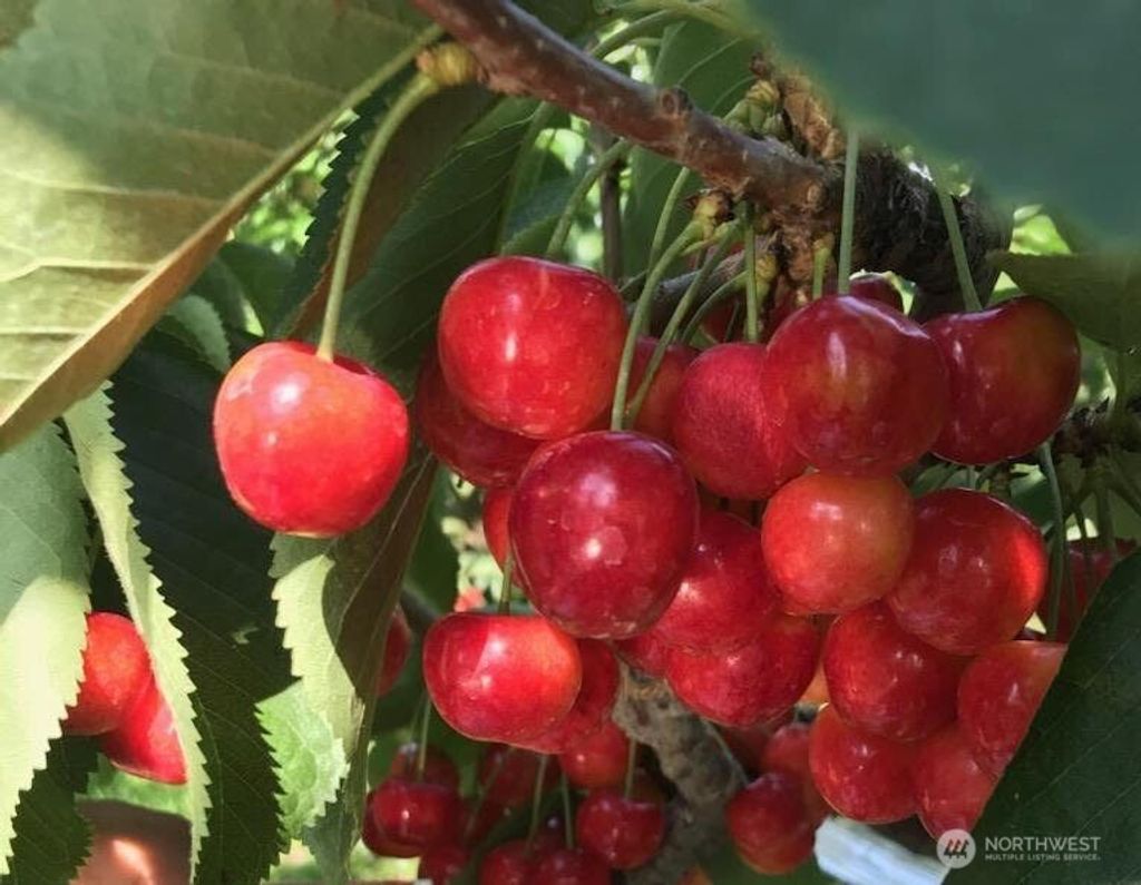 Photo of 543 Jack Wells Road, Bridgeport, WA 98813 (MLS # 2512508)