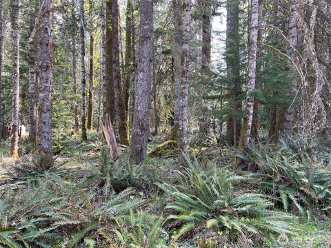 Photo of 56919 384th Avenue Ct E, Ashford, WA 98304 (MLS # 2546188)