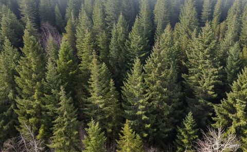 730 NE Black Bear Road Belfair WA 98528