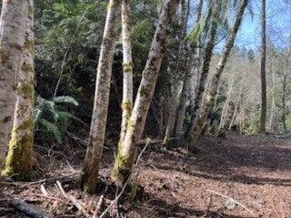 Photo of 61 E woods Place, Belfair, WA 98528 (MLS # 2564356)