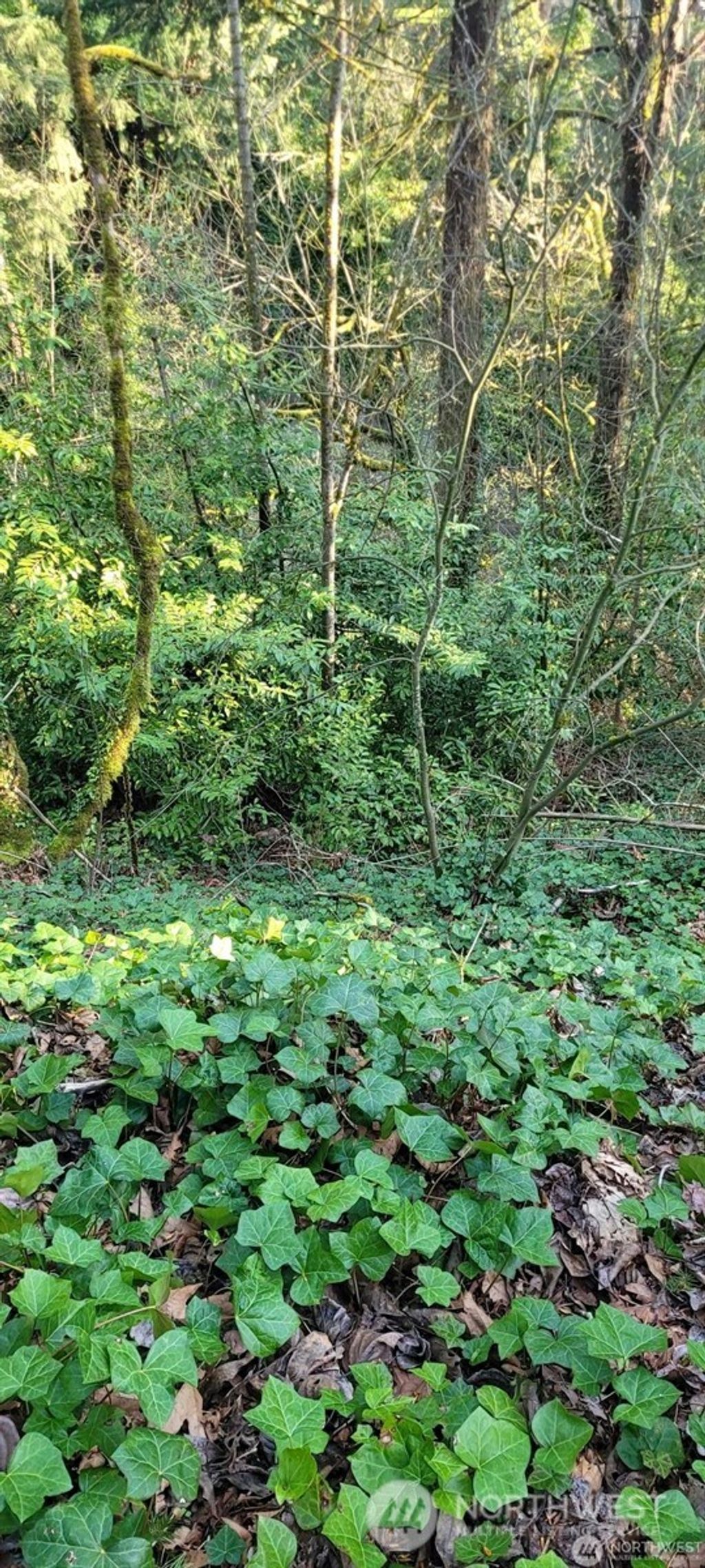 Photo of 1317 Wildwood Boulevard SW, Issaquah, WA 98027 (MLS # 2496927)