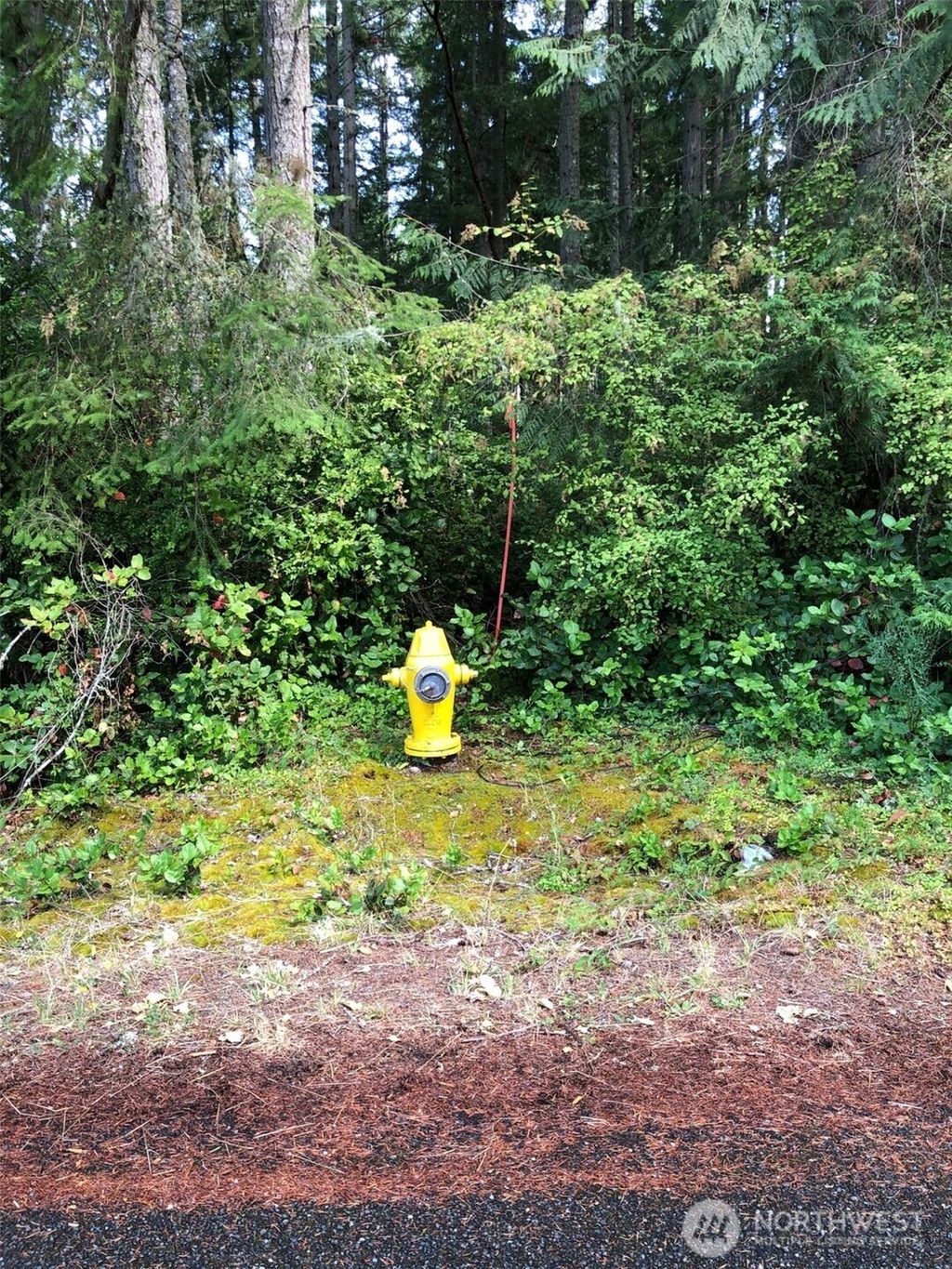 Photo of 11419 Leschi Circle, Anderson Island, WA 98303 (MLS # 2464508)