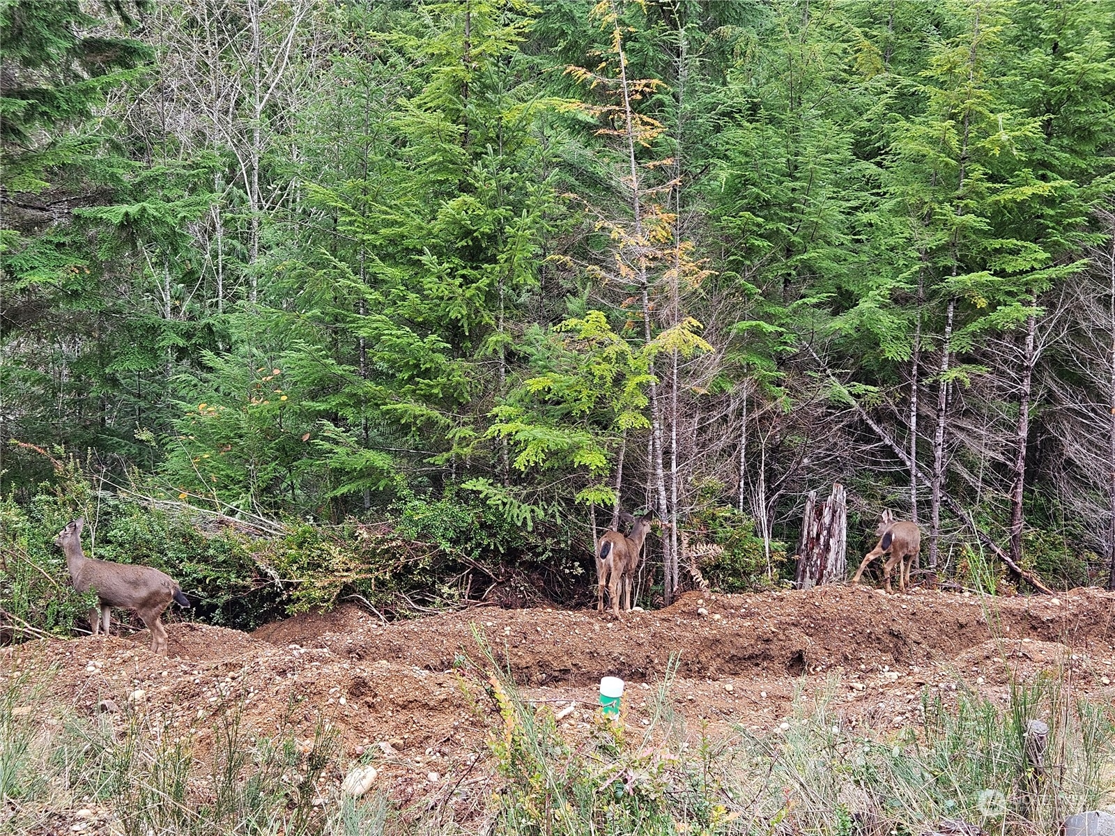 Shelton, Washington 98584, United States, 2 Bedrooms Bedrooms, ,1 BathroomBathrooms,Residential,Active,29144