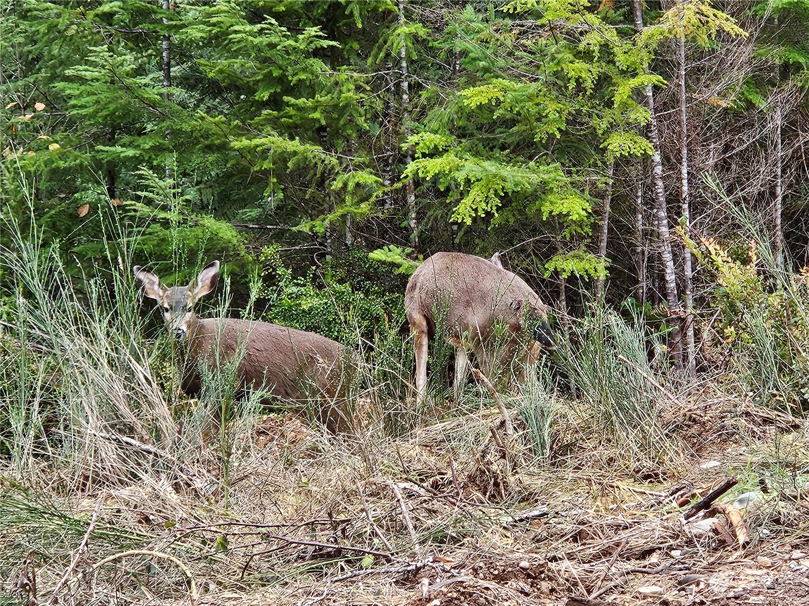 Shelton, Washington 98584, United States, 2 Bedrooms Bedrooms, ,1 BathroomBathrooms,Residential,Active,29144