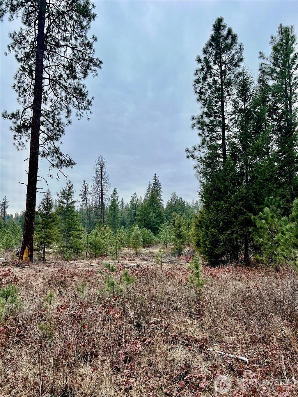 Photo of 0 40TBD Hwy 25 N, Northport, WA 99157 (MLS # 2475667)