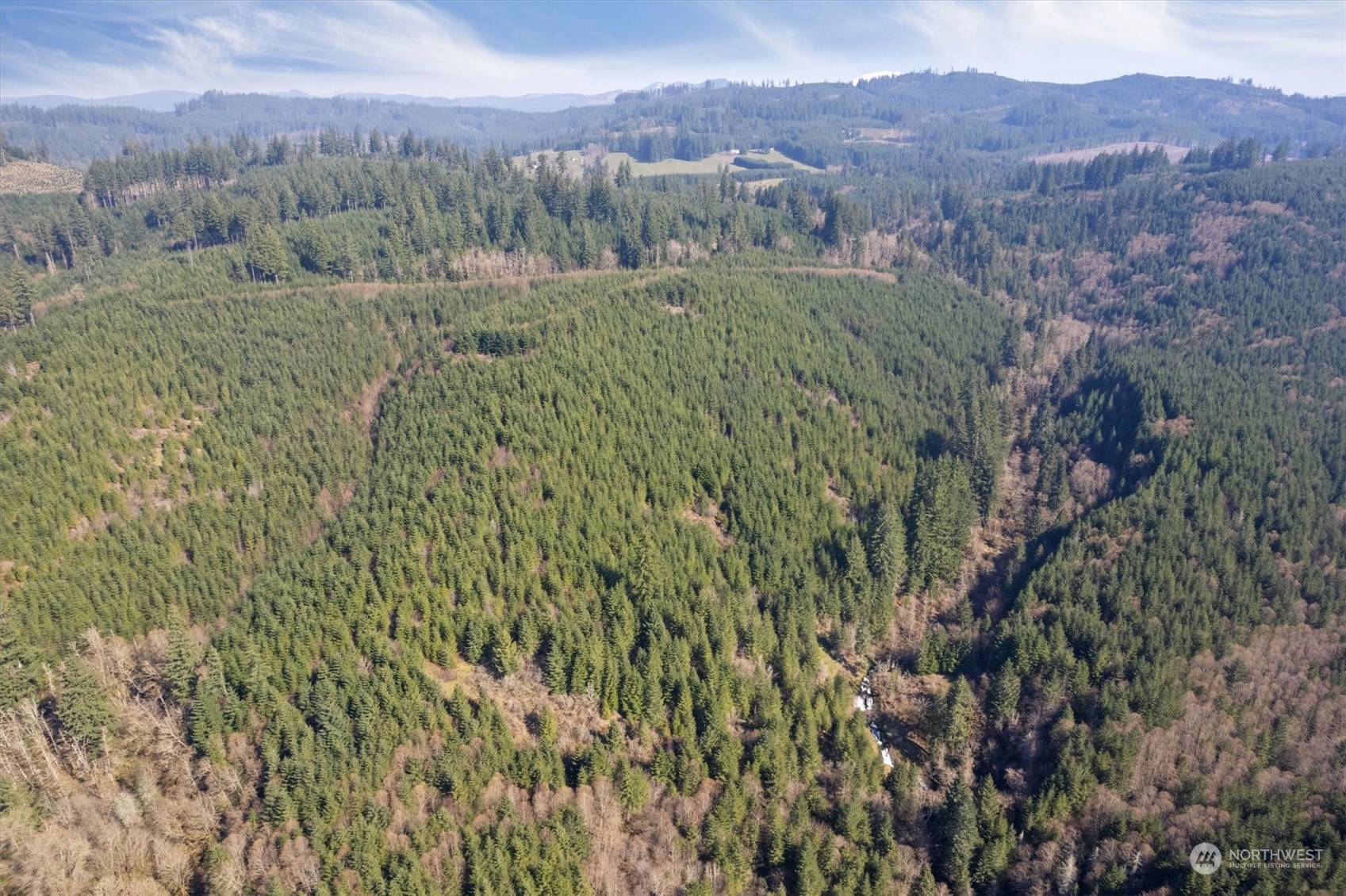 0 Cedar Mist
