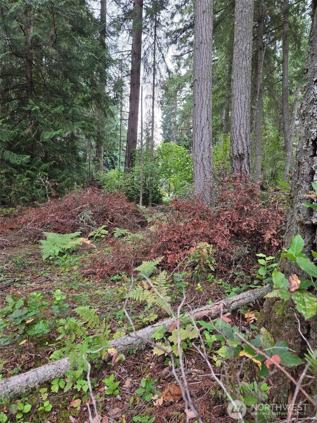 Photo of 11119 122nd Avenue Ct, Anderson Island, WA 98303 (MLS # 2469540)