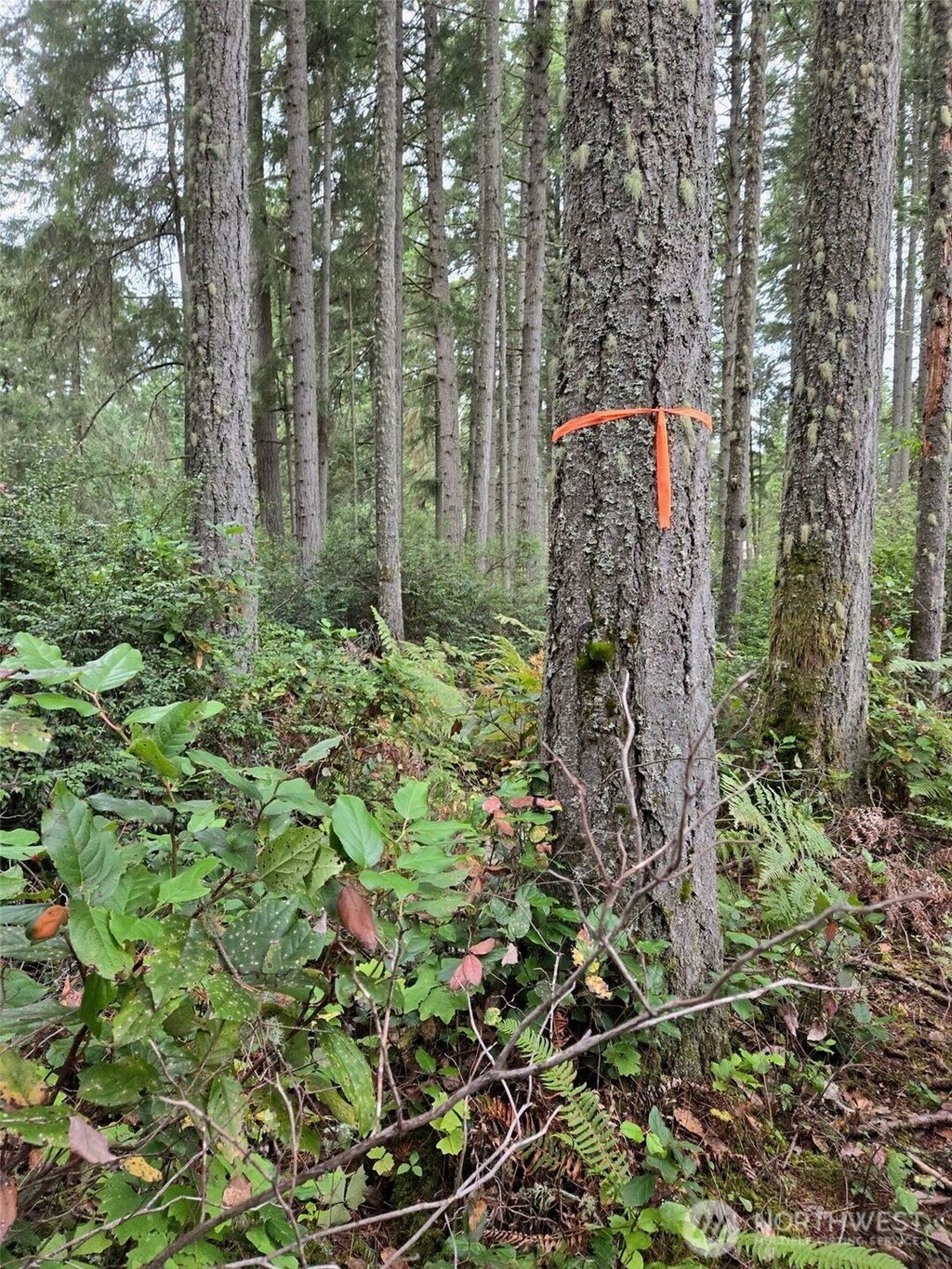 Photo of 11119 122nd Avenue Ct, Anderson Island, WA 98303 (MLS # 2469540)