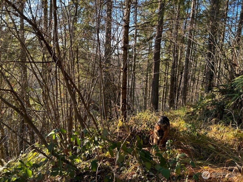 Photo of 194 XX SE Jones Road, Renton, WA 98058 (MLS # 2286733)