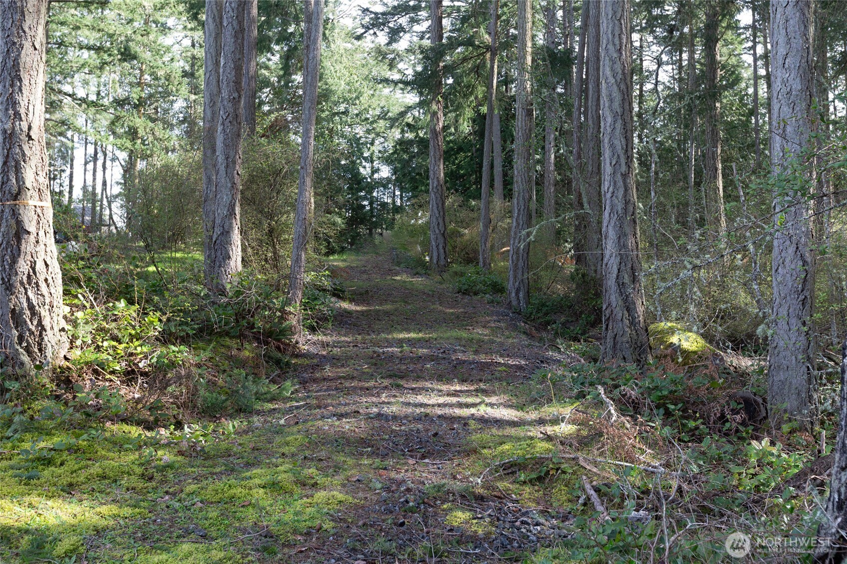 87 Conifer Lane