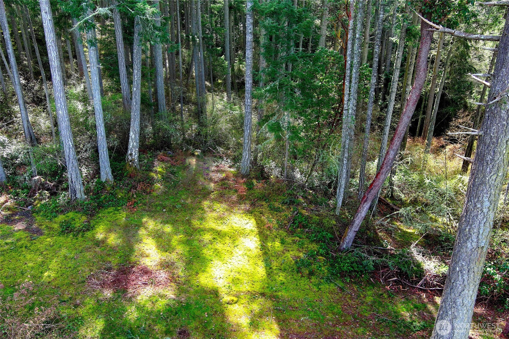 87 Conifer Lane