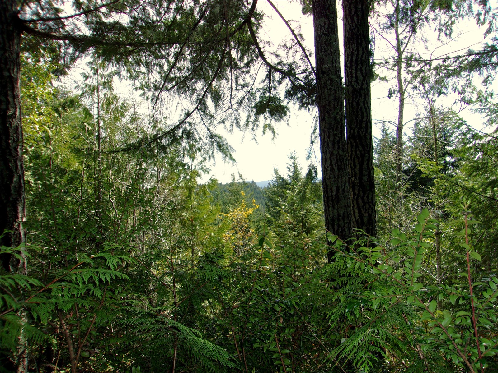0 Madrona Ridge Drive