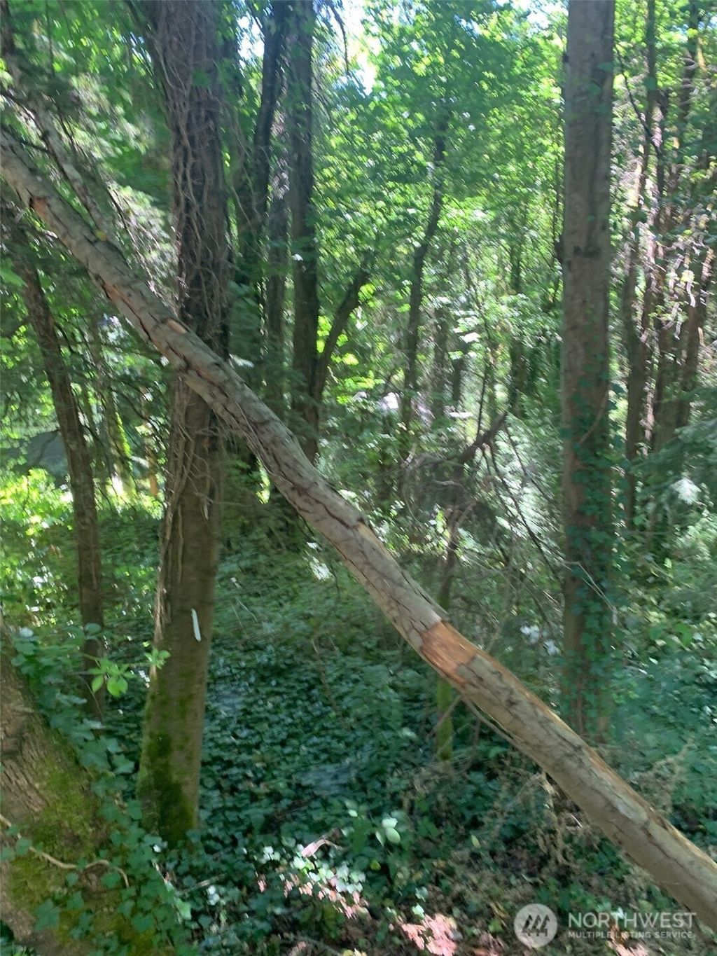 Photo of 9167 SE 64th Street, Mercer Island, WA 98040 (MLS # 2405733)