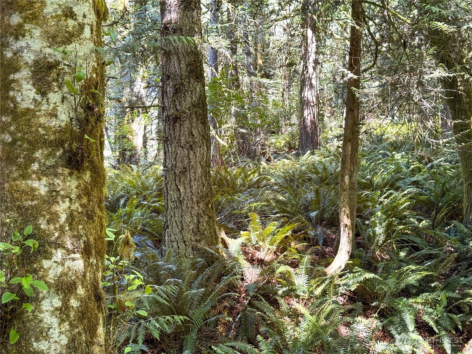 10 to Forest Rock Lane NE